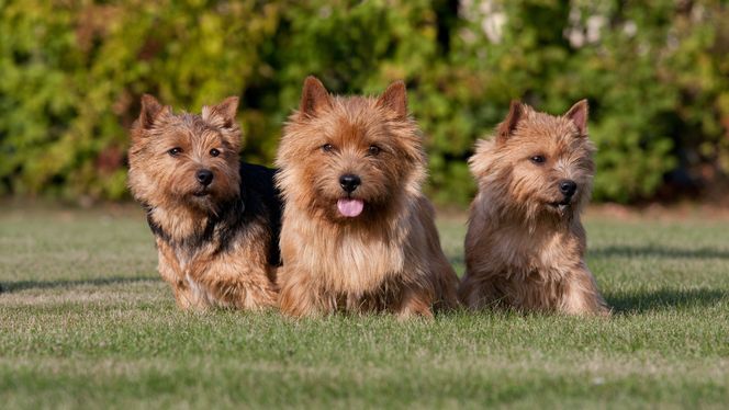 Norwich Terrier