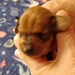 Lindsey - Red male Dachshund puppy in Frankfort, Kentucky from Gigi's Dachshunds