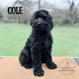 Cole - Black male Australian Labradoodle puppy in Hartshorne, Oklahoma from Jena Edmond