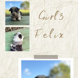 Felix - Blue merle female Miniature Australian Shepherd puppy in Tipton, Indiana from Big Maple Farm