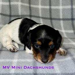 Countess - Piebald female Dachshund puppy in Carlsbad, Texas from MV Mini Dachshunds