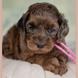 Mia - Merle female Cockapoo puppy in Connersville, Indiana from Deaz Doodle Ranch