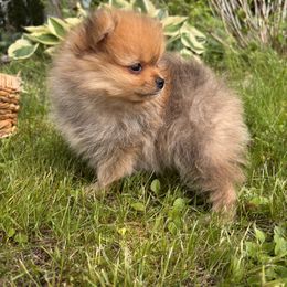 Pomeranian Puppies from Maine Pom’s