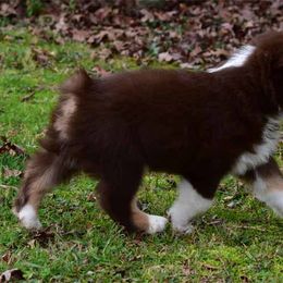 Miniature American Shepherd Puppies from Dreamcatcher