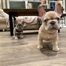 French Bulldog Puppies from Cuddlebug Frenchies