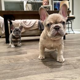 French Bulldog Puppies from Cuddlebug Frenchies
