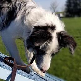 Border Collies from Rising Moon Border Collies