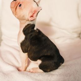 French Bulldog Puppies from For The Love of Frenchies