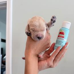 Boy 1 - Light Blue - Light golden male Golden Retriever puppy in Mc Minnville, Tennessee from Wishaw Whisky Golden Retrievers