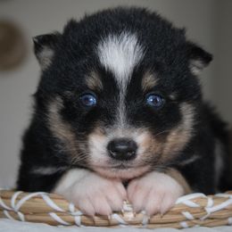 Koda - Gray and white male Pomsky puppy in Apple Creek, Ohio from Kathryn Troyer