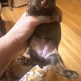 Yorkshire Terrier Puppies from DLJ Yorkies