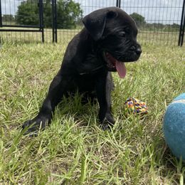 Cane Corso Puppies from Gladiator Acres