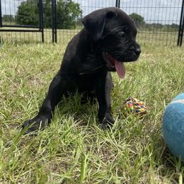 Cane Corso Puppies from Gladiator Acres