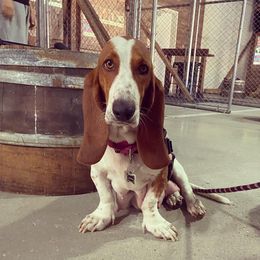 Basset Hounds from Farm Town Hounds