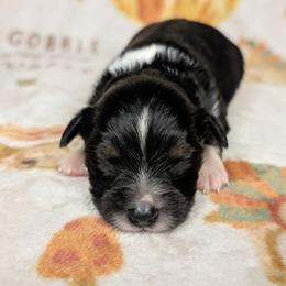 Zakk - Black tri male Toy Australian Shepherd puppy in Shepherd, Texas from GAMALA Farm & Kennels