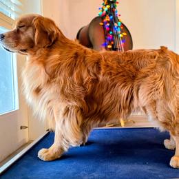 Golden Retriever puppies from Heart and Soul Dog Breeding, Inc.