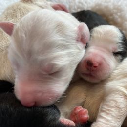 English Shepherd Puppies from Blackbird English Shepherds