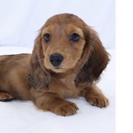 Dachshund Puppies from Sawyer’s Teenie Weenies