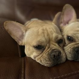 Stitch - French Bulldog
