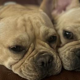 Stitch - French Bulldog