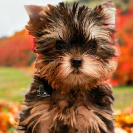 Yorkshire Terrier Puppies from Essence of Grace Yorkies