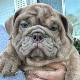 Teddy - Bulldog puppy from English Bulldogs of the Seven Hills