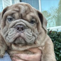 Teddy - Bulldog puppy from English Bulldogs of the Seven Hills