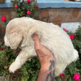 Boy 2 - Wheaten male Miniature Schnauzer puppy in Springville, Tennessee from Patriot Paws