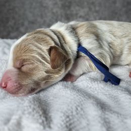 Jolly (Blue band) - Parti male Labradoodle puppy in Plainfield, New Jersey from Caris Paws Poodles and Labradoodles