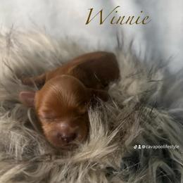 Winnie - Red female Cavapoo puppy in Gilbert, Arizona from Cavapoo Lifestyle