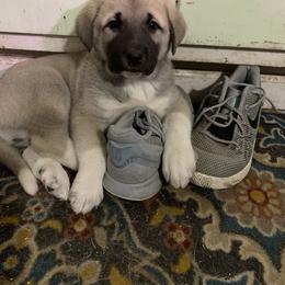 Anatolian Shepherd Dog Puppies from T&S Anatolians