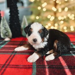 Bernedoodle Puppies from SR. Doodle pupps
