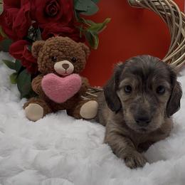 Mr. Brindle - Brindle male Dachshund puppy in Woodland, California from Long Little Doggies