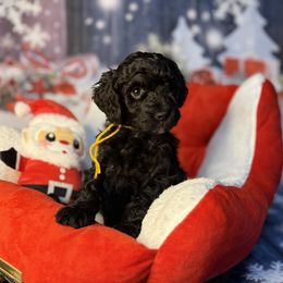 Max, Orange collar - Black male Goldendoodle puppy in Lake Panasoffkee, Florida from Donnas Deluxe Doodles LLC