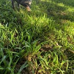 Australian Cattle Dog Puppies from Twisted C Heelers
