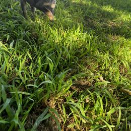 Australian Cattle Dog Puppies from Twisted C Heelers