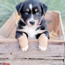 Australian Shepherd and Great Pyrenees Puppies from Naches Heights Ranch