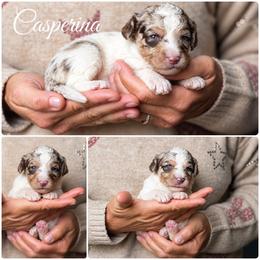 Goldendoodle puppies from Crooked Creek Doodles and Poodles