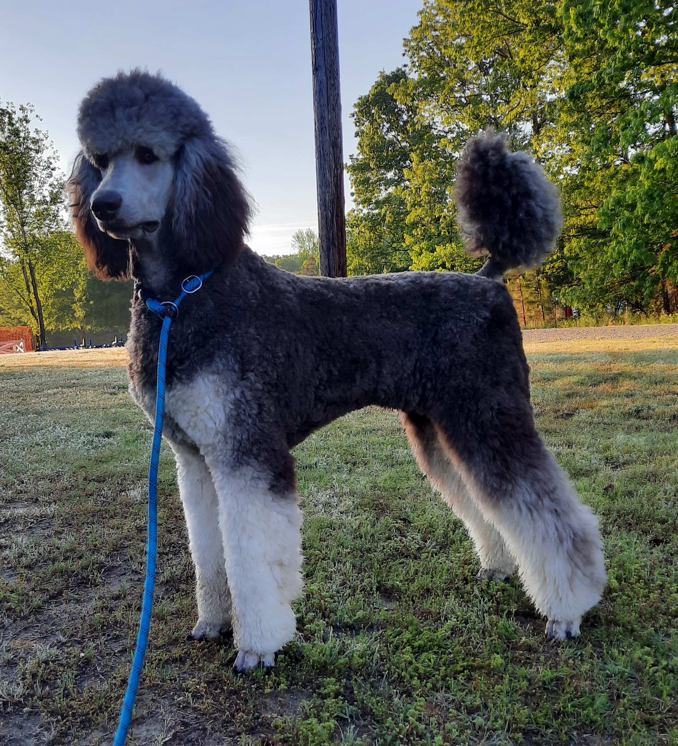 Leo - Poodle