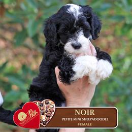 Noir - Black and white female Sheepadoodle puppy in Cleveland, Tennessee from Narrow Path Old English & Sheepadoodles