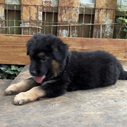 German Shepherd Puppies from AB_Elite_GSD