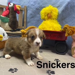 Snickers - Red male Pembroke Welsh Corgi puppy in Apison, Tennessee from Ashmore Corgis