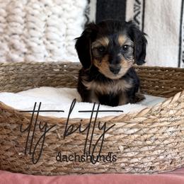 Dachshund Puppies from Itty Bitty Dachshunds