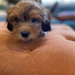 Goldendoodle and Havapoo Puppies from Lady Paws Puppies