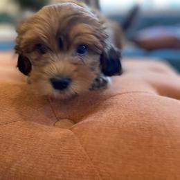 Goldendoodle and Havapoo Puppies from Lady Paws Puppies