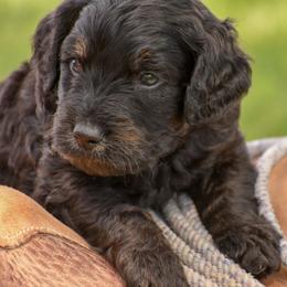 Goldendoodles and Poodles from Fancy Goldendoodles and Poodles