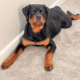 Rottweiler Puppies from Fantasy Kennel