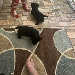 Scottish Terrier Puppies from Landrum Scottish Terriers