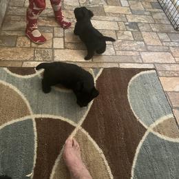 Scottish Terrier Puppies from Landrum Scottish Terriers