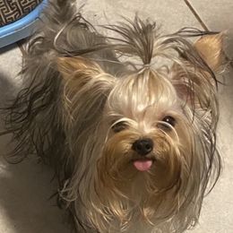 Luna - Yorkshire Terrier